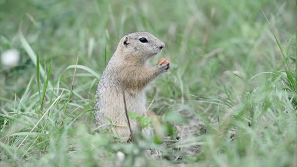 Gopher eten stuk wortel — Stockvideo