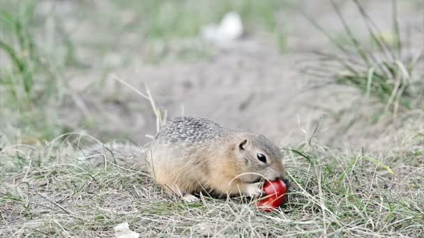 Gopher manger de la tomate 