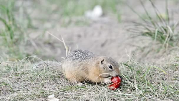 Gopher eten tomaat — Stockvideo