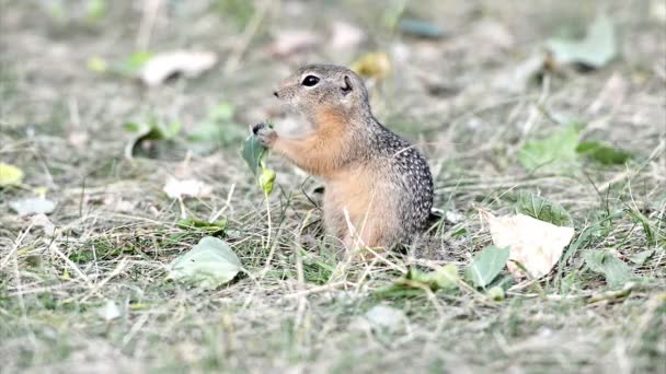 Gopher eten blad — Stockvideo