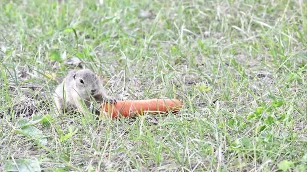 Gopher comendo cenoura — Vídeo de Stock