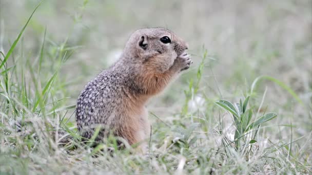 Gopher eating carrot — Stock Video