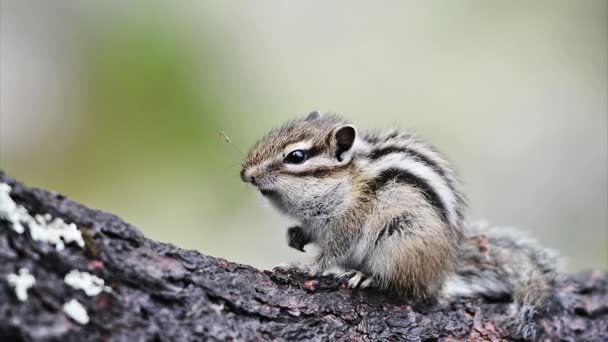 Nieuwsgierig chipmunk dier — Stockvideo