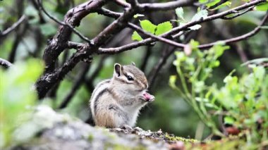 şirin Sibirya sincap