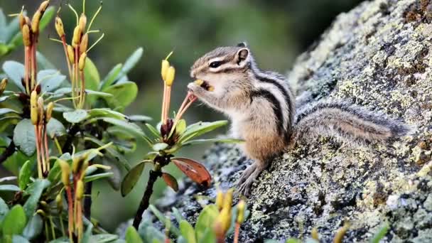 Ardilla siberiana comiendo rododendro — Vídeo de stock