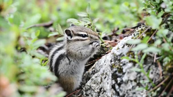 Ardilla siberiana con arándanos — Vídeo de stock