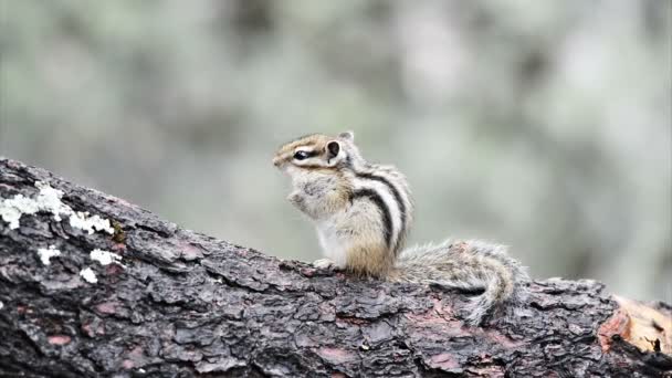 Carino scoiattolo siberiano — Video Stock