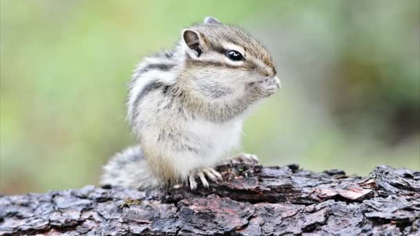 Carino scoiattolo siberiano — Video Stock