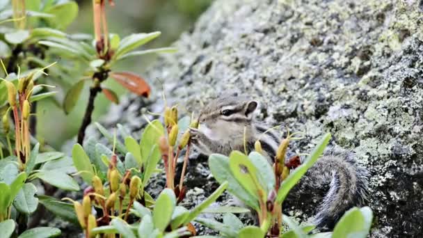 Siberian chipmunk eating rhododendron — Stock Video