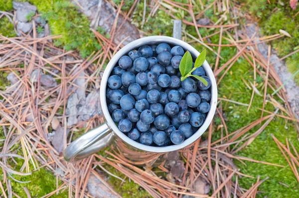 Blueberries in metal mug — Stock Photo, Image