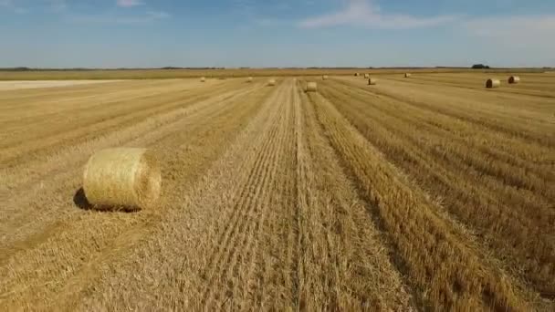 Красиве сільськогосподарське поле вдень — стокове відео