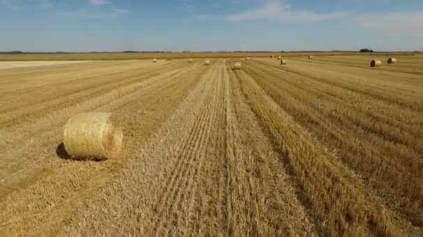 Hermoso campo agrícola durante el día — Vídeo de stock