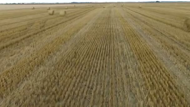 Belo campo agrícola durante o dia — Vídeo de Stock