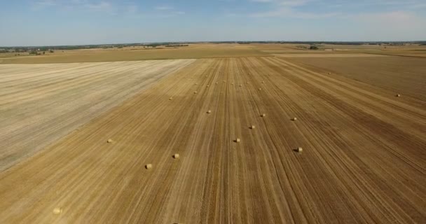 Beautiful  agricultural field at daytime — Stock Video