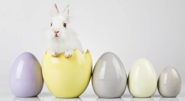 Yumurtalar, Hayvan Bebek Tavşan, Mutlu Paskalya arkaplanları