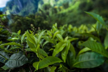 Sri lanka, Asya, Güzel taze yeşil çay tarlası