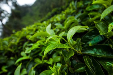 Yeşil çay tarlası.