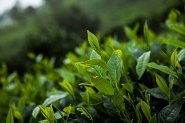 Taze çay yapraklarını kapatın.