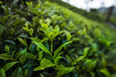 Yeşil çay tarlası.