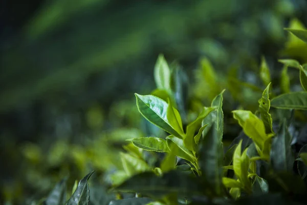 Plantage Für Frischen Grünen Tee Sri Lanka — Stockfoto