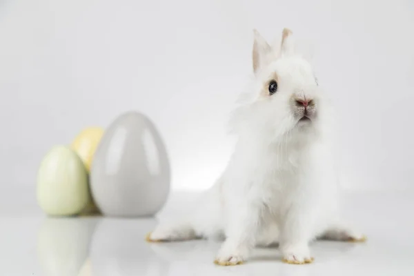 Kanin Kanin Och Påskägg — Stockfoto