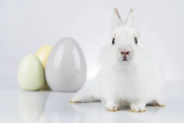 Kanin Kanin Och Påskägg — Stockfoto