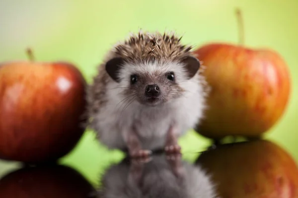 Hedgehog Apple Autumnal Animal — Stock Photo, Image