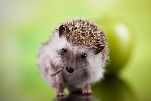 Hedgehog Apple Autumnal Animal — Stock Photo, Image