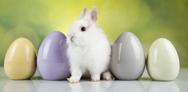 Дитячий Кролик Яйце Великодній Фон — стокове фото