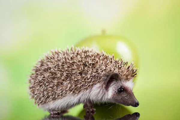 Hedgehog Apple Autumnal Animal — Stock Photo, Image