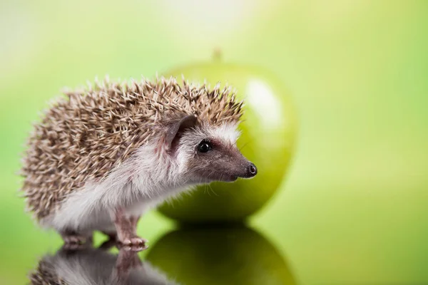 Hedgehog Apple Autumnal Animal — Stock Photo, Image