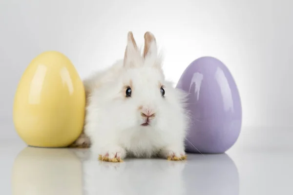 Conejito Bebé Huevo Fondo Pascua —  Fotos de Stock