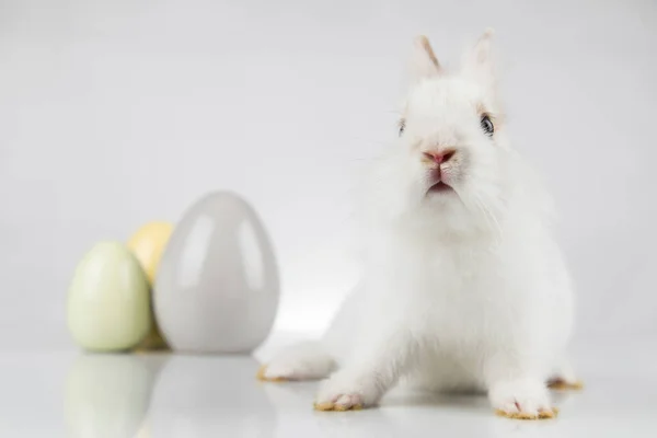 Ägg Lilla Kanin Glad Påsk Bakgrund — Stockfoto