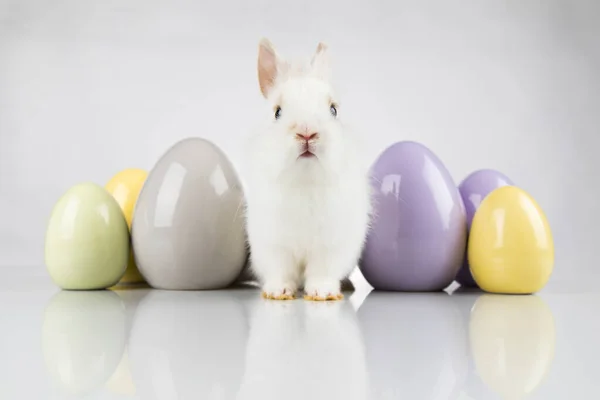 Ägg Lilla Kanin Glad Påsk Bakgrund — Stockfoto