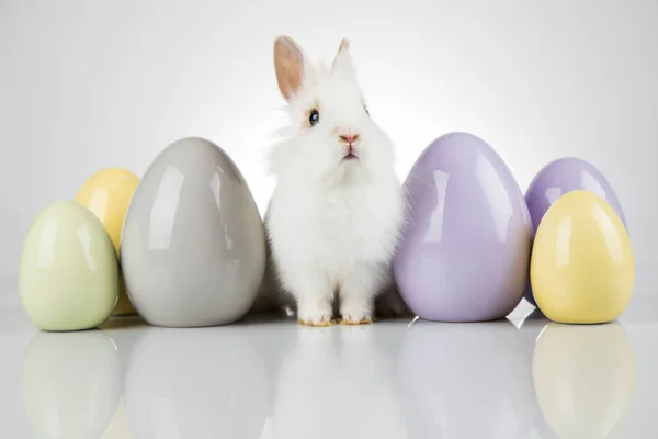 Jajko Mały Króliczek Szczęśliwy Tło Wielkanoc — Zdjęcie stockowe