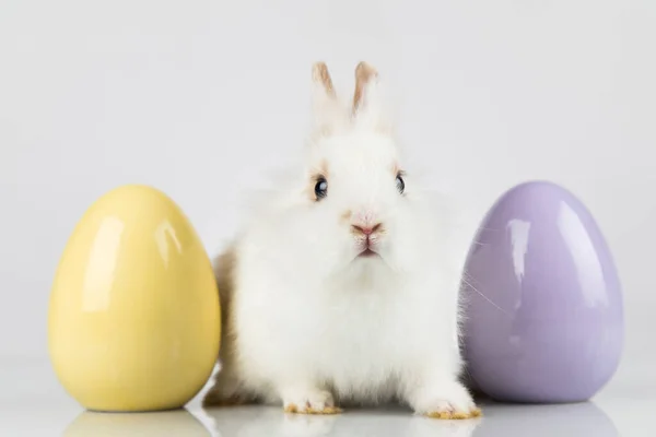 Ovos Coelho Coelho Páscoa — Fotografia de Stock