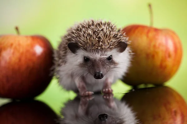 Hedgehog Apple Autumnal Animal — Stock Photo, Image