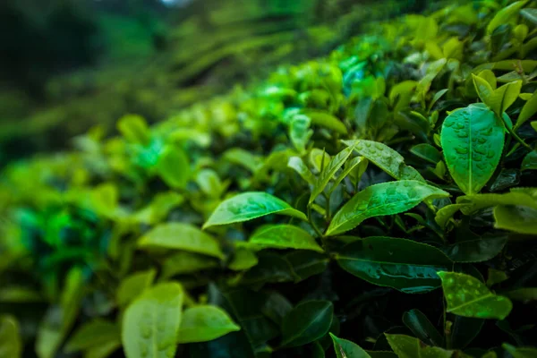 Поле Плантации Зеленого Чая — стоковое фото
