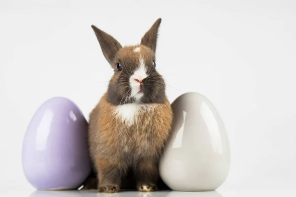 Huevo Conejito Feliz Fondo Pascua —  Fotos de Stock