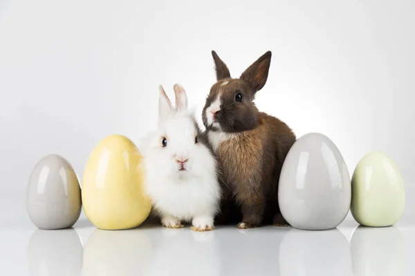 Vejce Zvířecí Baby Bunny Veselé Velikonoce Pozadí — Stock fotografie