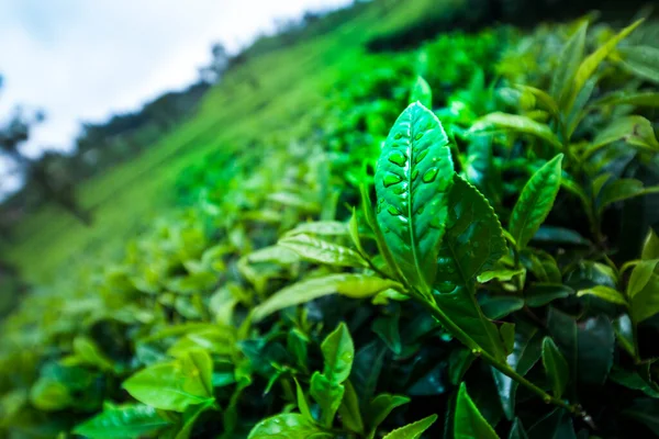 Азия Шри Ланка Красивая Свежая Плантация Зеленого Чая — стоковое фото