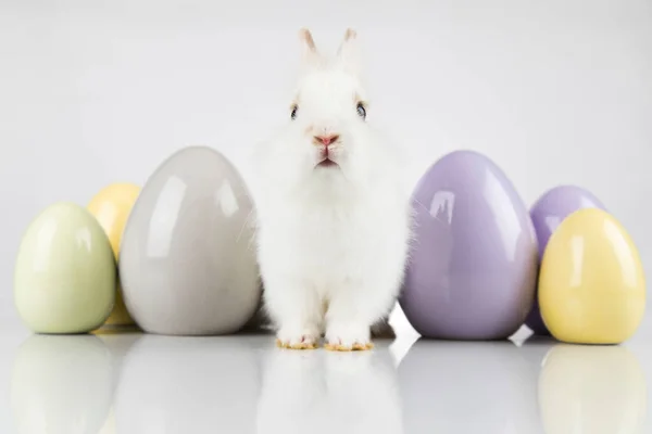 Uovo Coniglietto Felice Sfondo Pasquale — Foto Stock