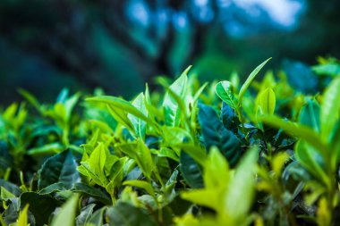 Taze çay yapraklarını kapatın.