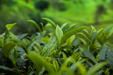 Sri Lanka 'daki taze yeşil çay çiftliği.