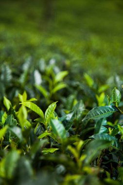 Sri Lanka 'daki taze yeşil çay çiftliği.