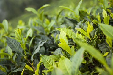 Taze çay yapraklarını kapatın.