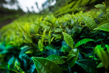 Asya, Sri Lanka. Güzel taze yeşil çay tarlası