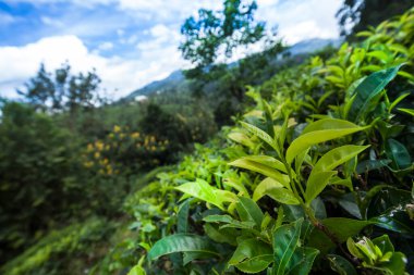 Sri Lanka 'daki taze yeşil çay çiftliği.