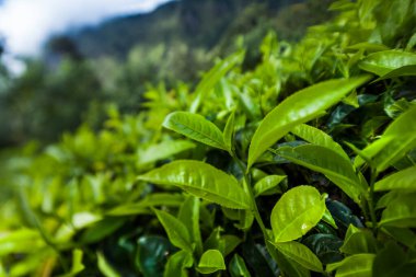 Sri lanka, Asya, Güzel taze yeşil çay tarlası