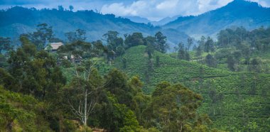 Sri lanka, Asya, Güzel taze yeşil çay tarlası